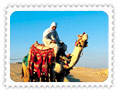 Camel Safari